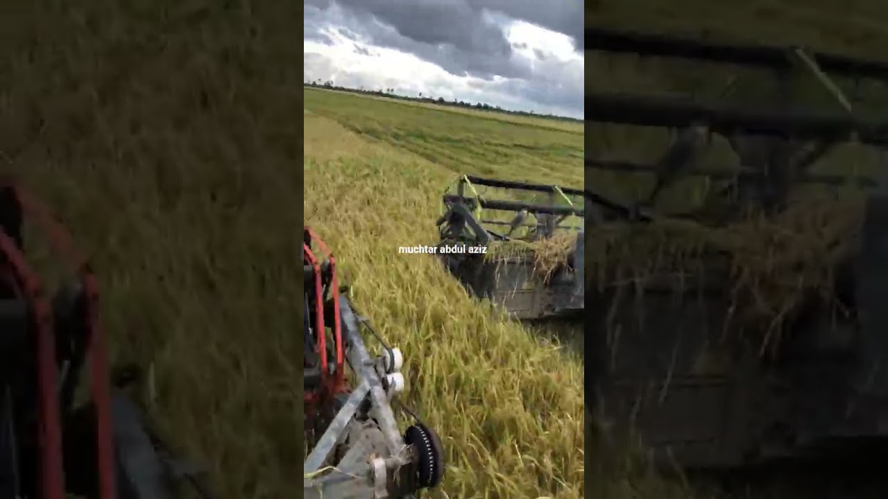 DEADLY DUET 😱‼️ COMBINE HARVESTER KUBOTA VS MAXXI BIMO 102