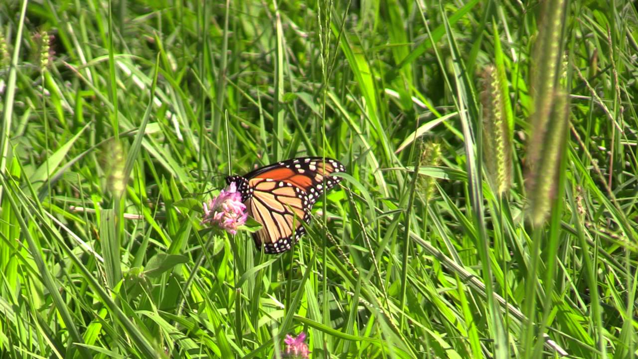 Canon Vixia HF G40 Zoom/Focus Test