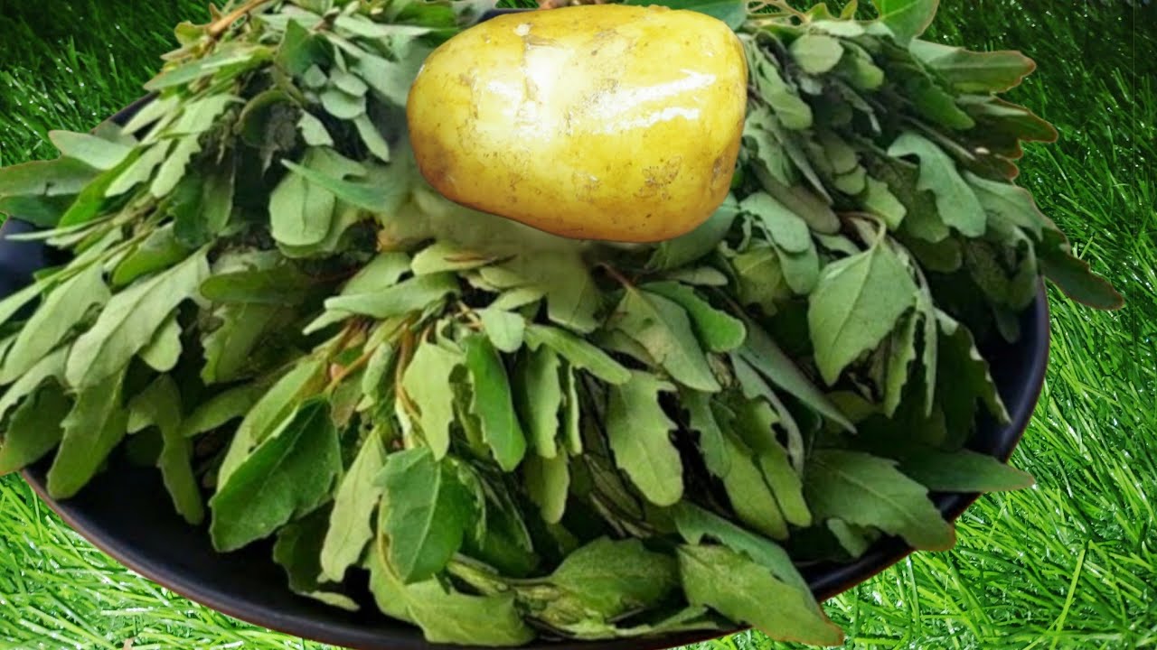 শাক যে খাই না তাকে ও খাওয়ান এই ভাবে রান্না করে একবার খেলেই বারবার খাবে  Betua shak Recipe. Bengali 