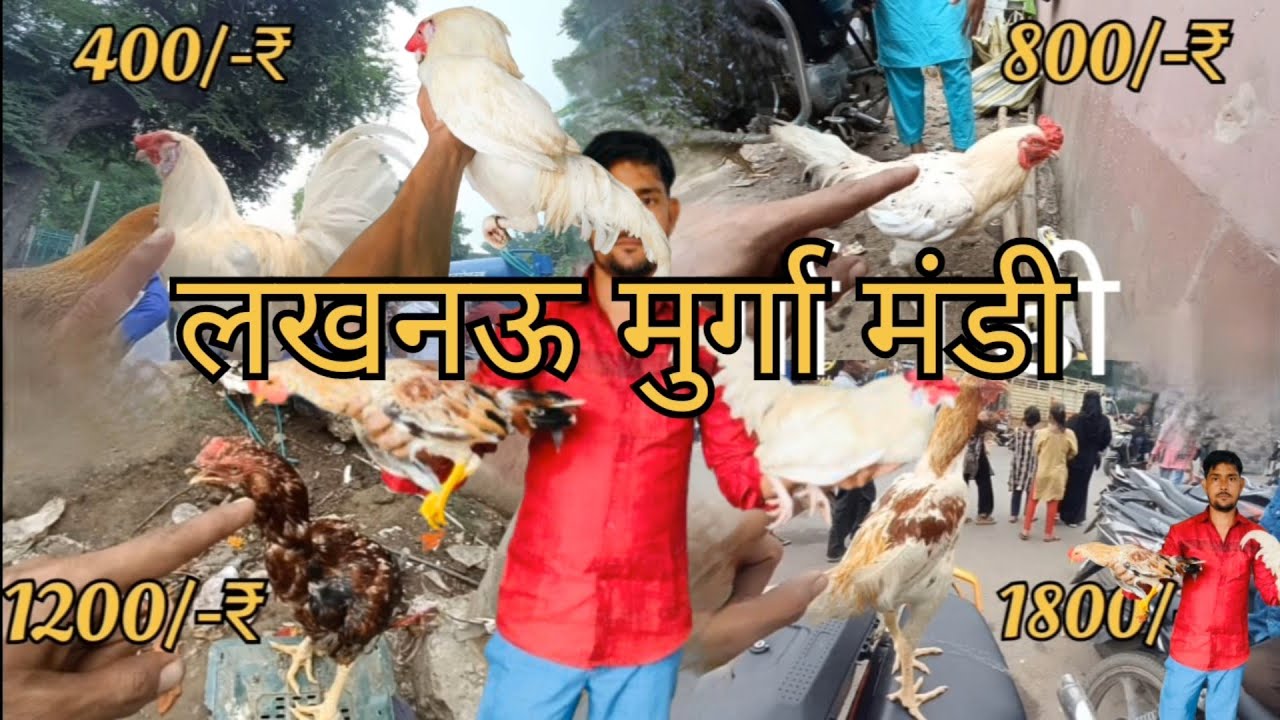 Lucknow murga Mandi pets and animals market 31/8/2025