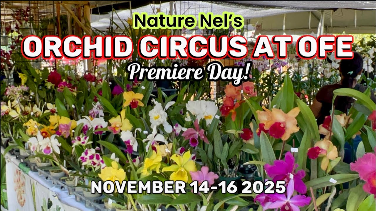 Orchid Circus Premiere: Stunning Cattleyas & Prize-Winning Blooms at OFE, plus amazing tips. 