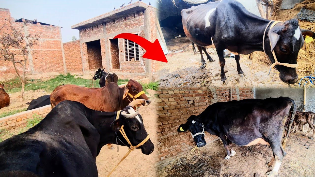Finally Hmare Setup Pe 2 New Cow Aagyi 😍 Kitni Piare Lagri Hai 🥰
