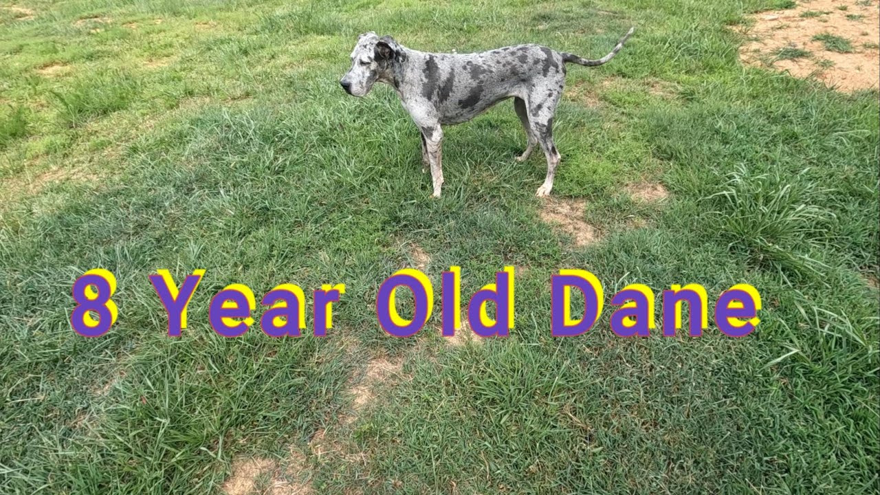 Thoughs on having an old Great Dane