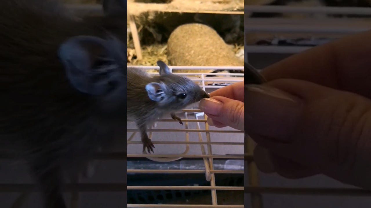 Lucy😍😍 Baby Degu‼️🙈‼️ the life of degus🥰 #funny #animals #degu #shorts