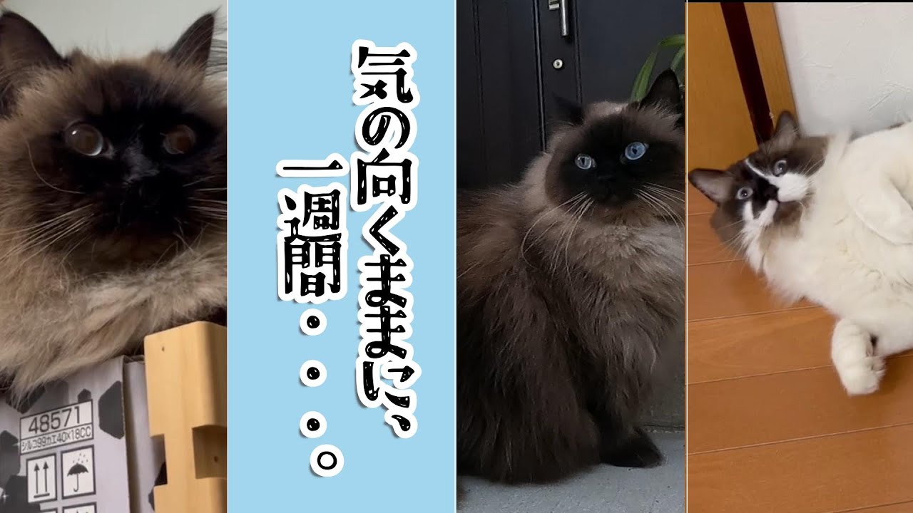 気の向くままに、一週間・・・。　#グリンとグランの陽だまり日記　#猫