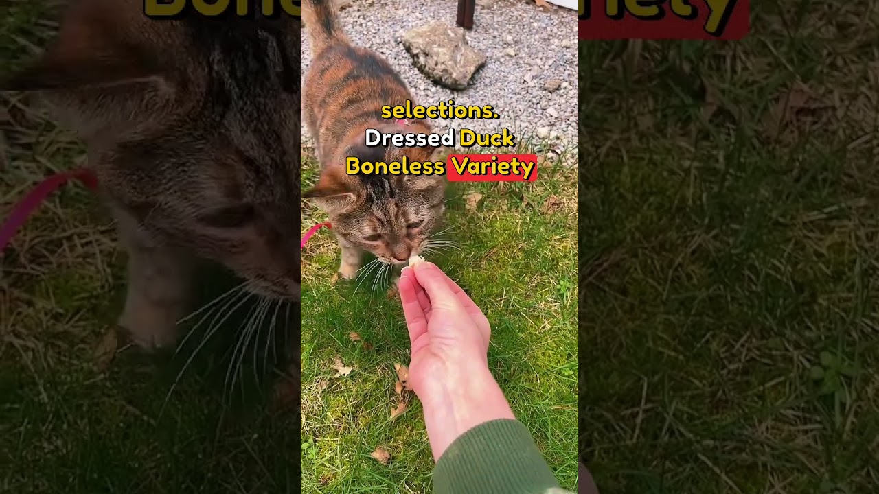 New at My Pet Carnivore. Variety for health! #PetFood #RawFeeding #cat #catfood #petfood #catlover