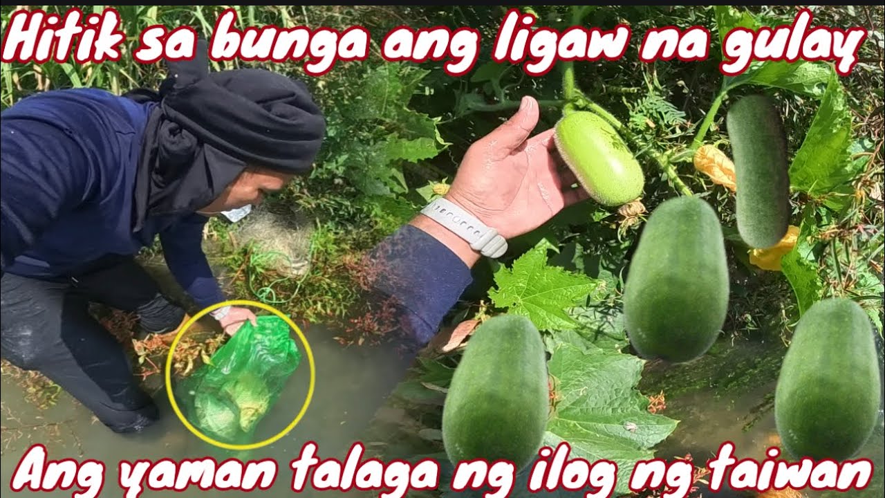 Ligaw na kondol at kalabasa daming bunga dito sa tabing ilog ng taiwan!grabe!