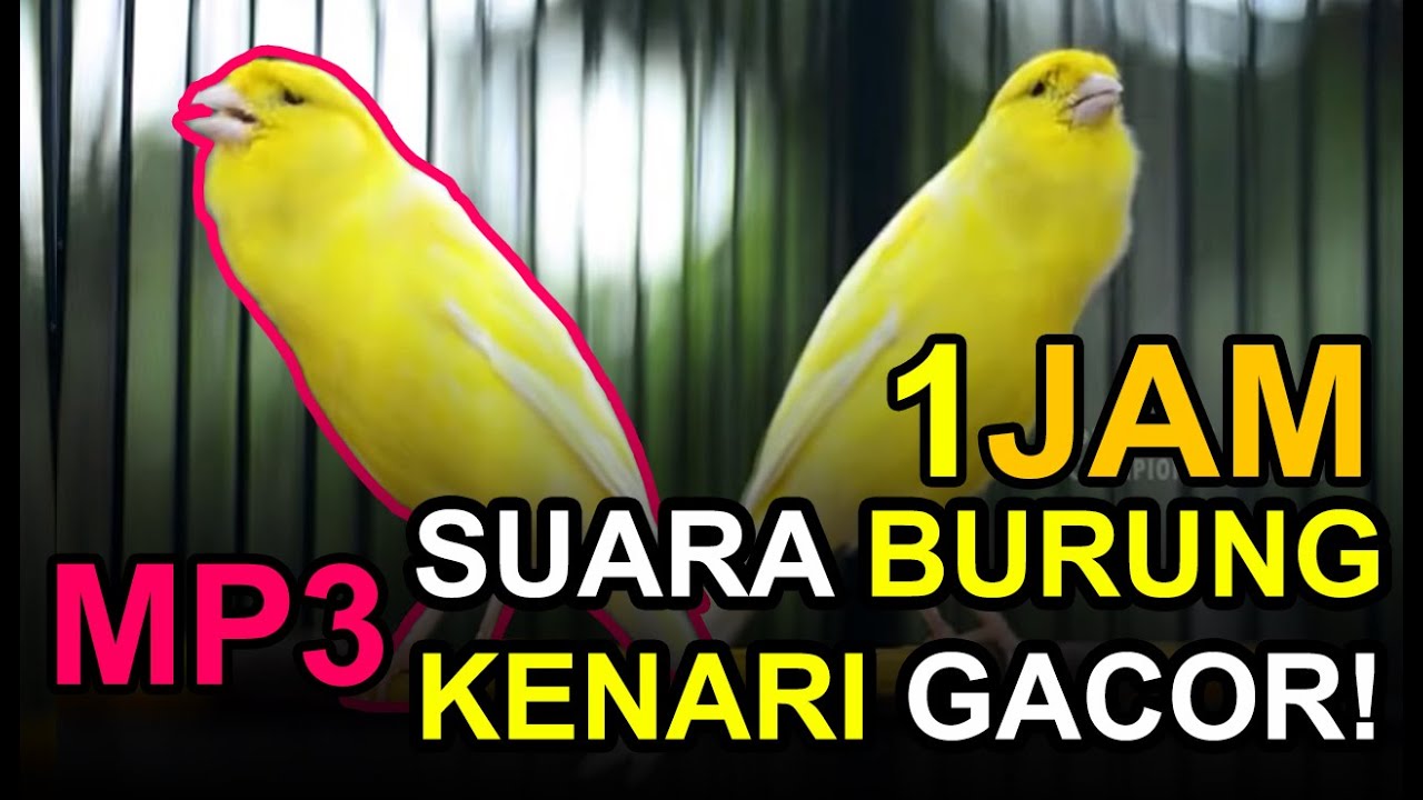 FULL 1JAM! Suara Burung Kenari Gacor MP3 TERBARU 2023 AUTO NYAUT!!