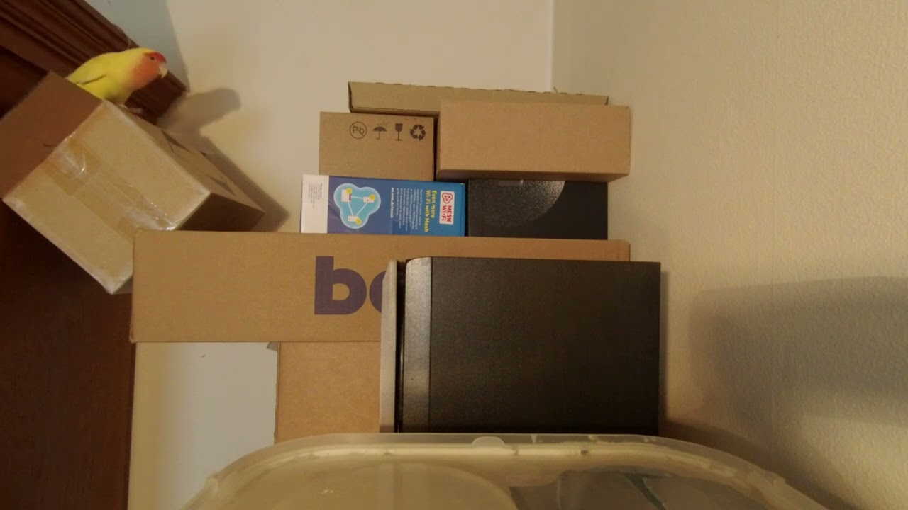 Peach & Bingo playing with boxes.