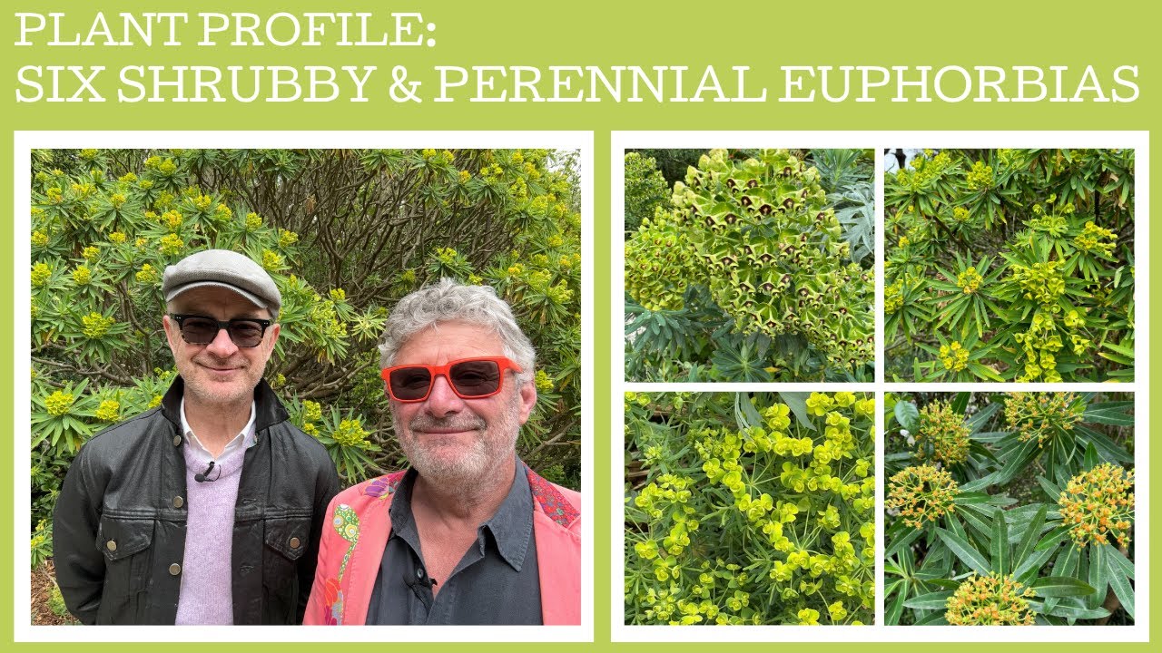 Plant profile: six interesting shrubby or perennial Euphorbias