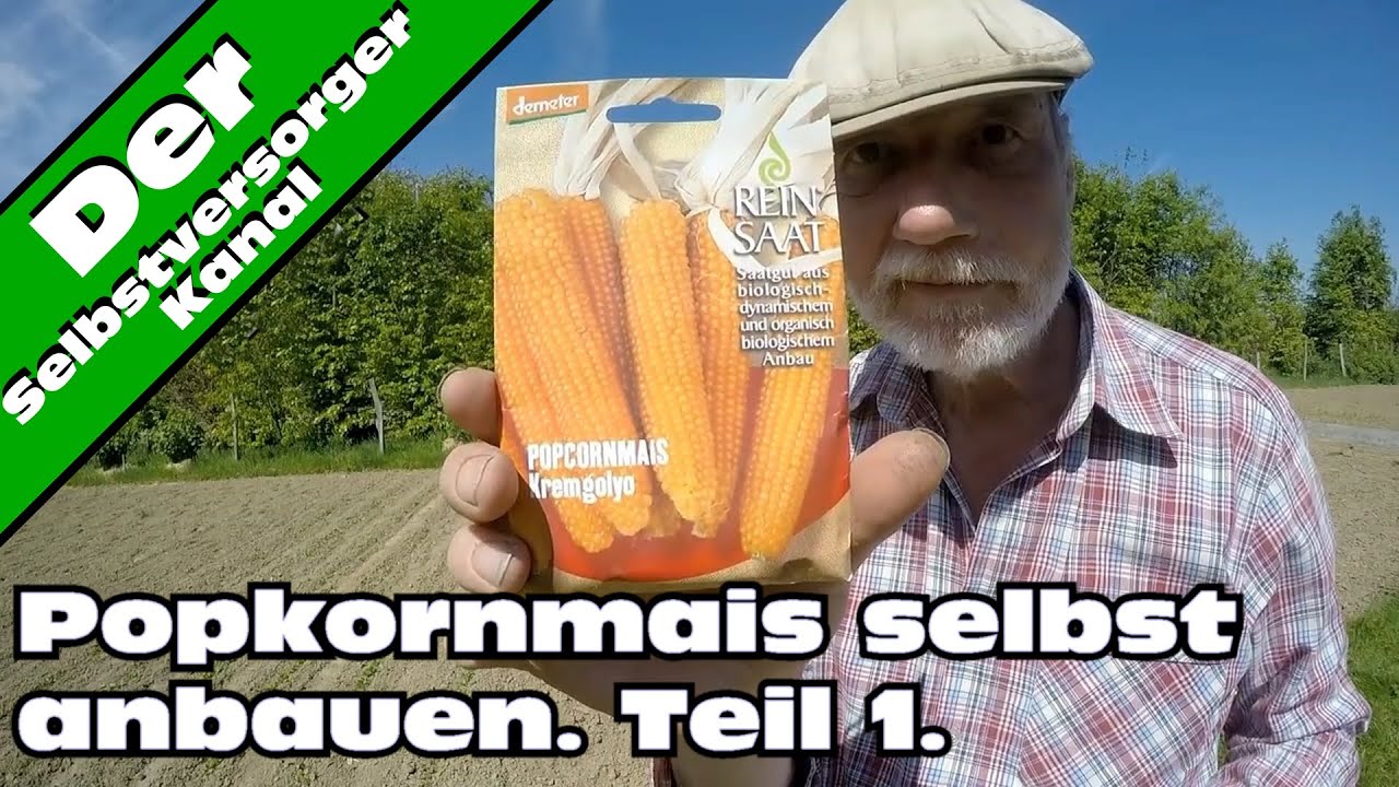 Popkornmais selbst anbauen. So geht's.  Teil 1
