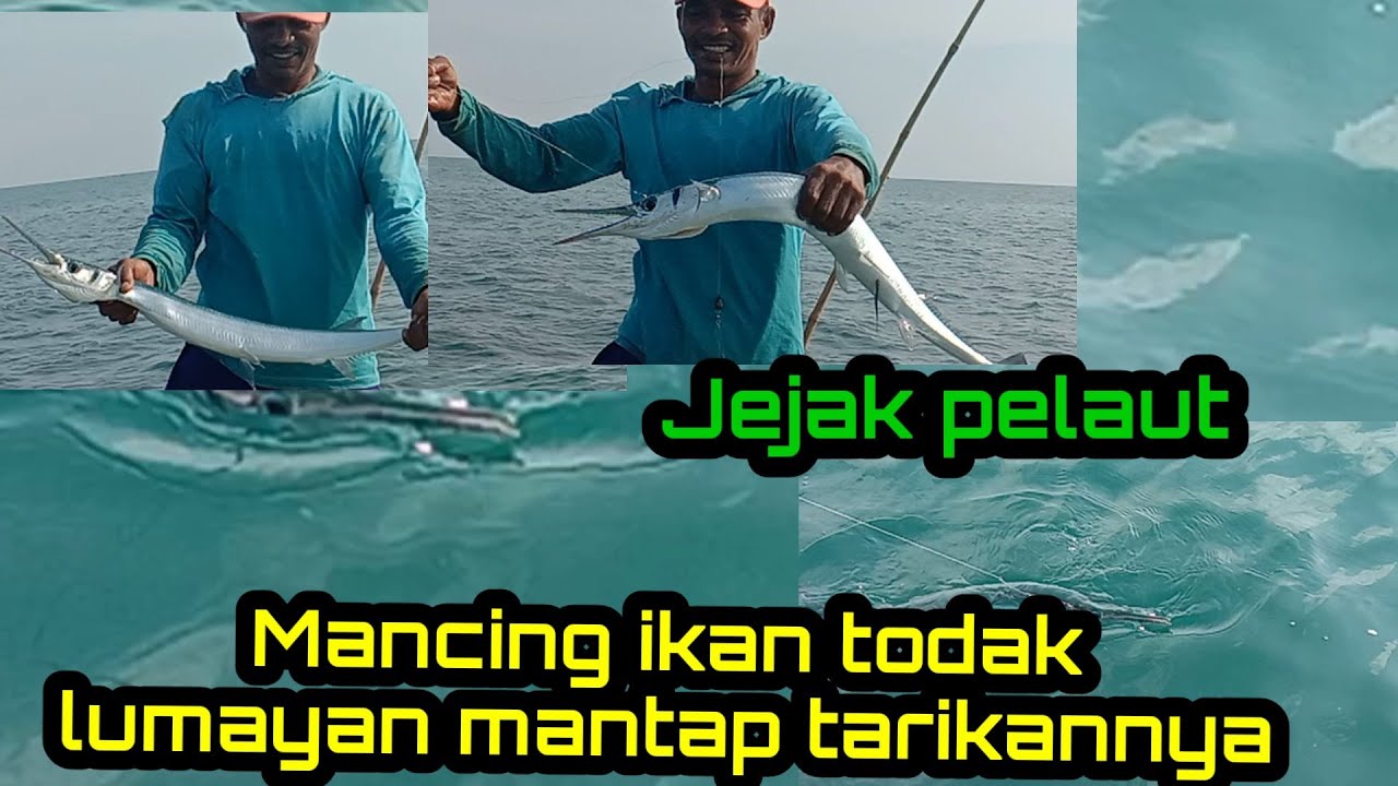 Cara Mancing ikan todak strikenyamantap||,Besar sekali Ikan todak