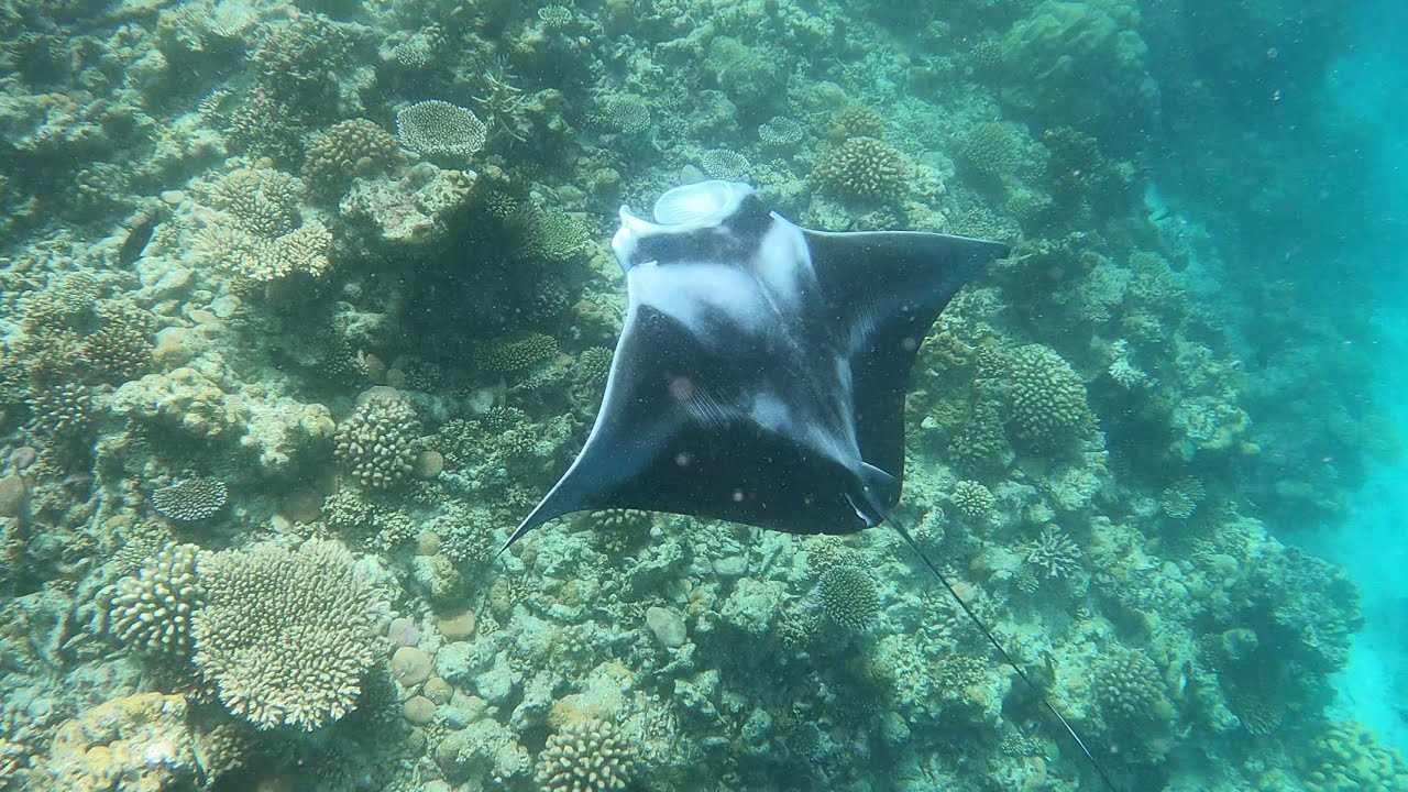 Snorkelling in the Maldives
