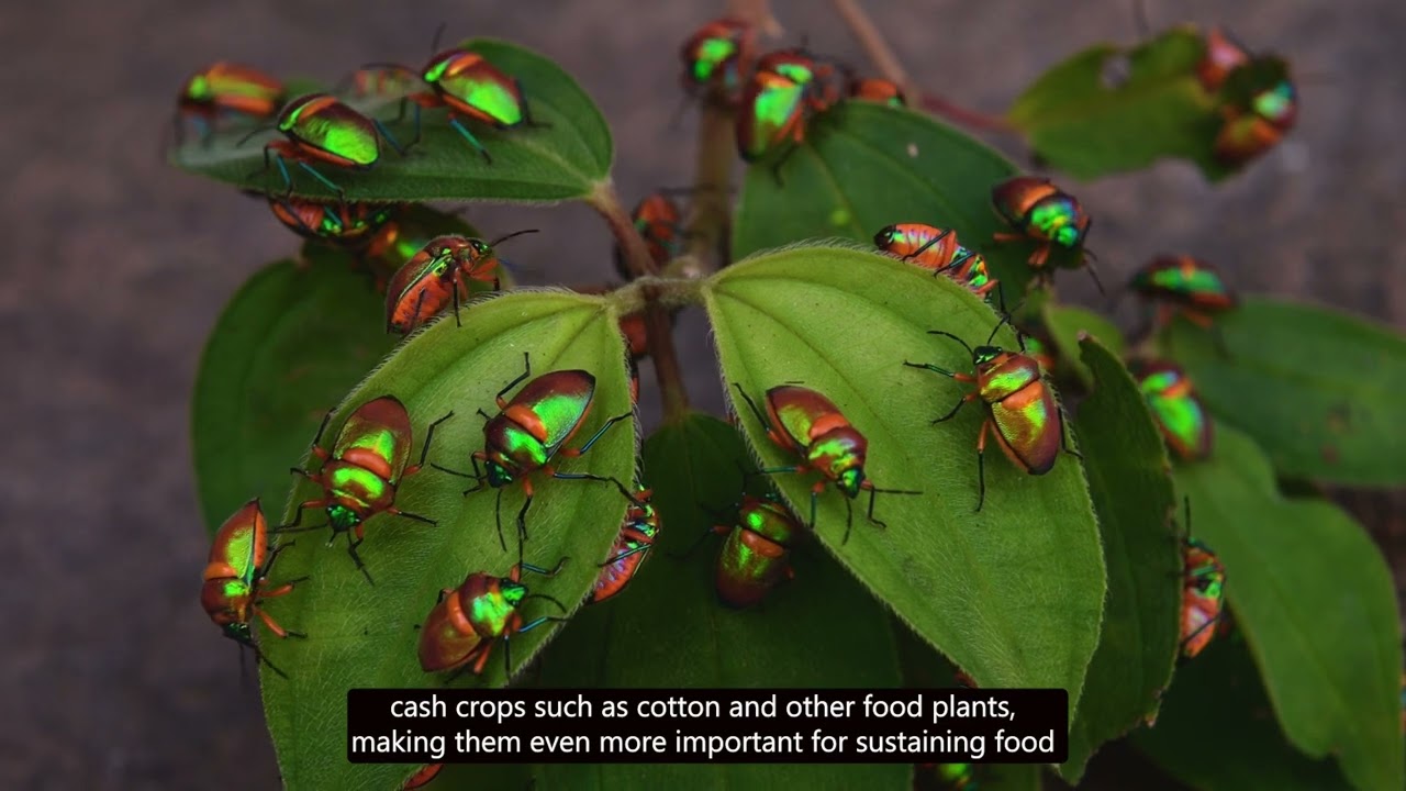 Tozlayıcıların ve Tozlaşmanın Önemi-Importance of Pollinators and Pollination