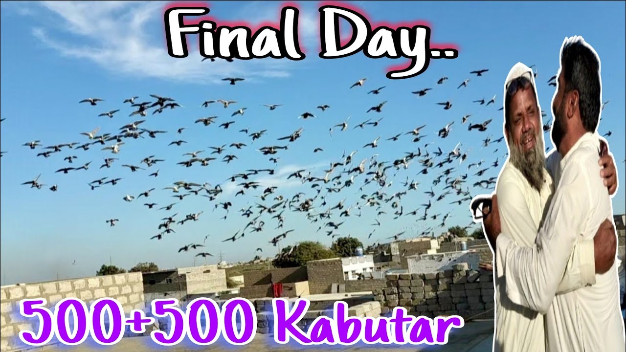 “Last Day Ka Faisla! Haji Sahab vs Najo Bhai 🔥 Najo Bhai Ne Shouq Jeet Liya!”
