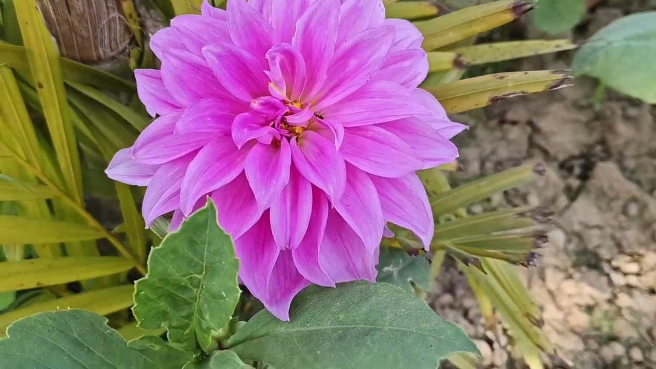 Dahlia flower 🌺 please subscribe my channel 