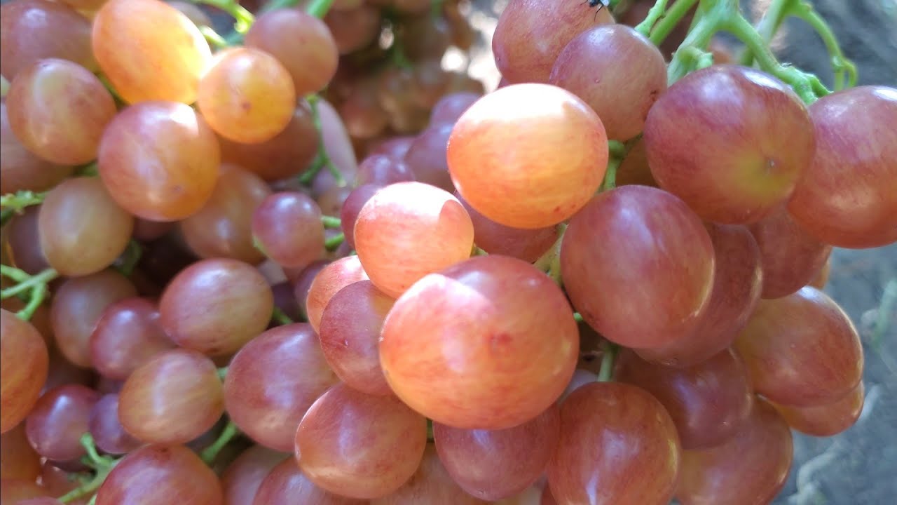 ГФ винограду  ЭЛЬДОРАДО  🍇👍🤠