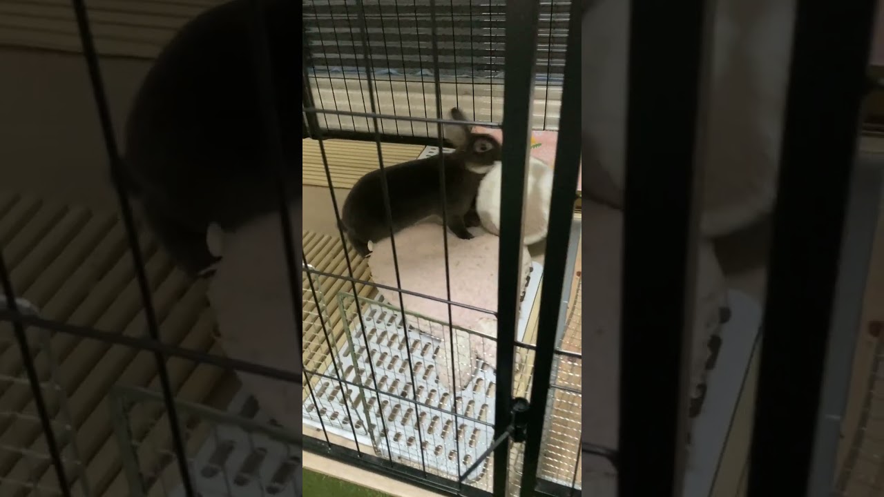 Netherland Dwarf rabbitのまるちゃん