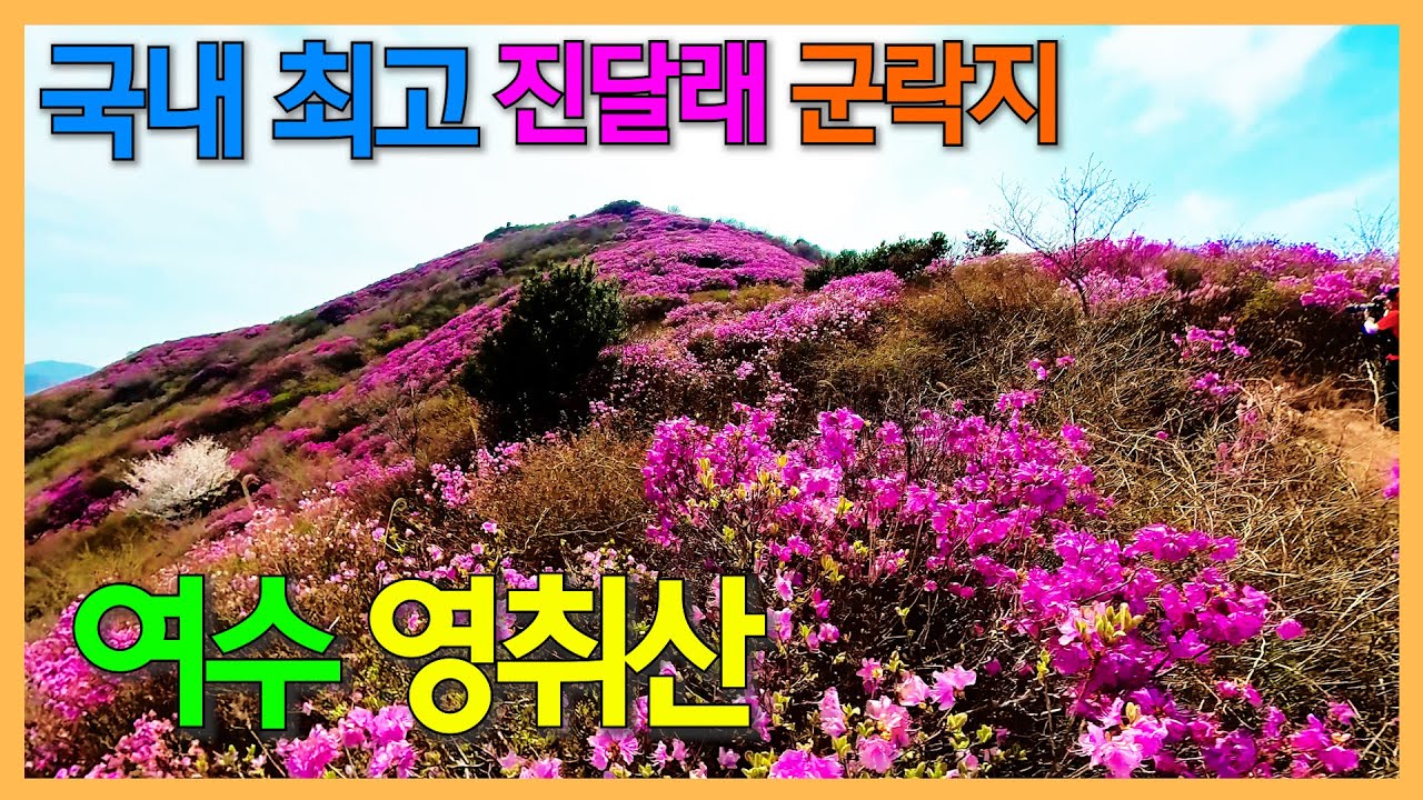 여수 영취산 진달래 군락지 / 우리나라 3대 진달래 군락지 중 으뜸 | 영취산 흥국사 원통전 벚꽃