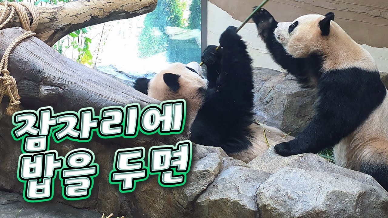 현장영상 🎦잠자리에 밥을 두면🎦 💕🐼루이바오🐼후이바오💕 🗓20260317
