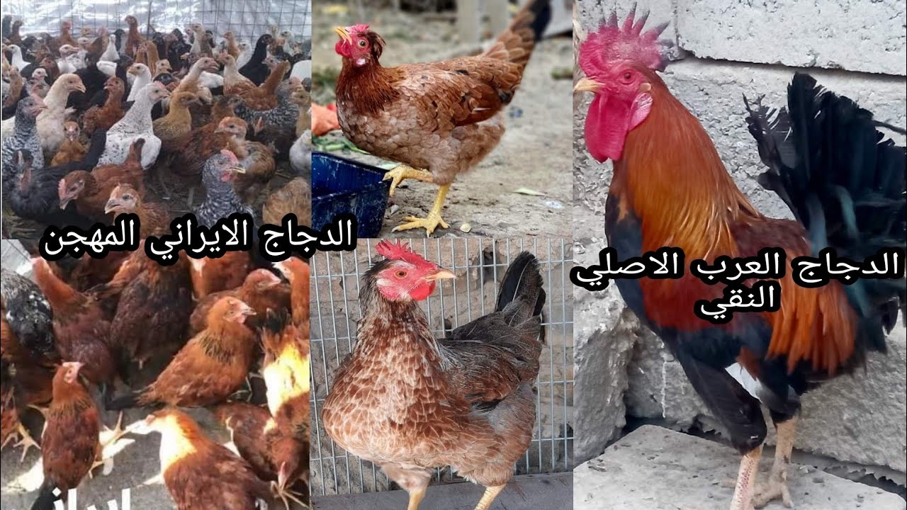 ماهو الفرق بين الدجاج العرب😱 الاصلي النقي والدجاج الايراني المهجن🐥