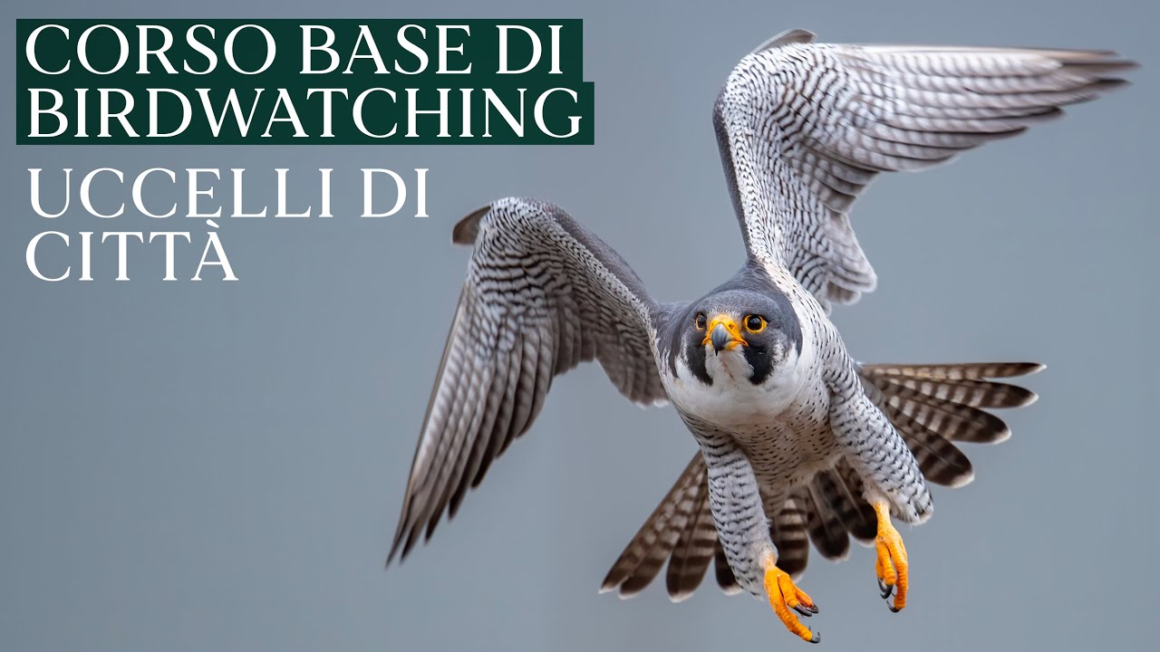 UCCELLI DI CITTÀ | Corso base di birdwatching di Luca Bonomelli