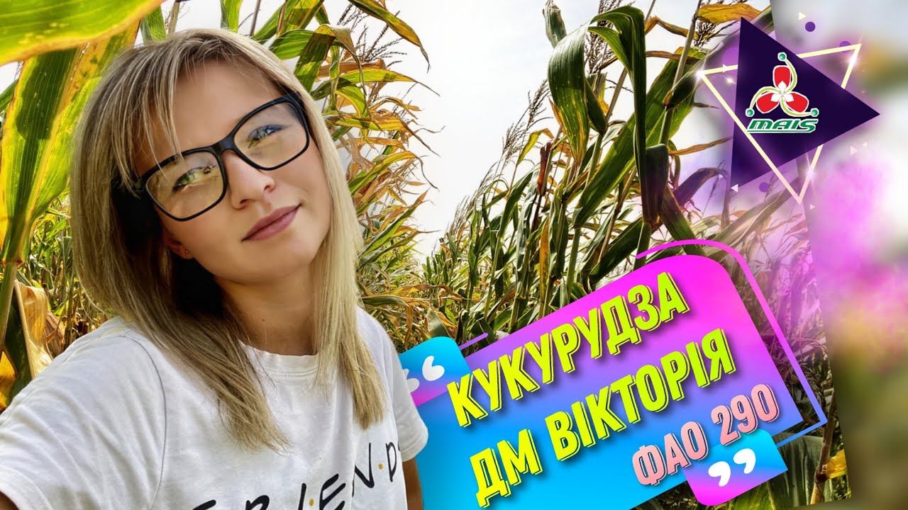 Кукурудза ДМ Вікторія ФАО 290 
