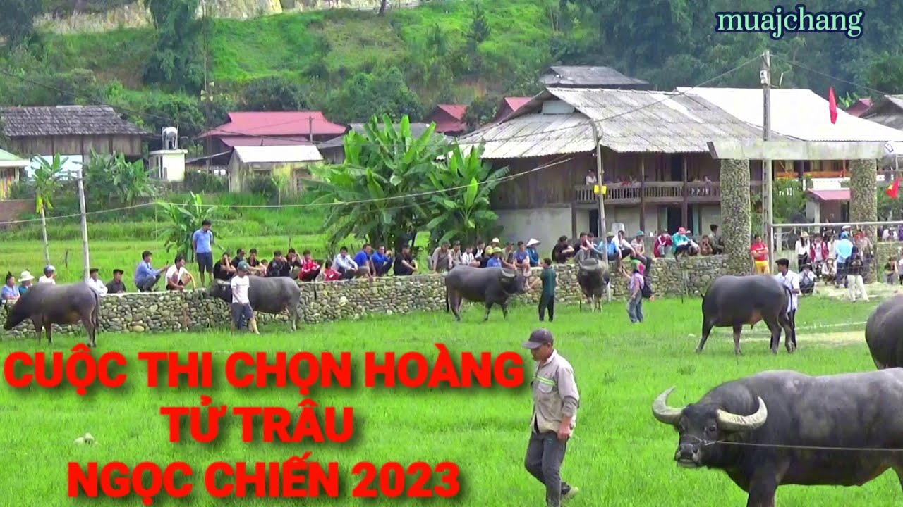 Lễ Hội Ngọc Chiến, Cuộc Thi Hoàng Tử Trâu, 02/9/2023