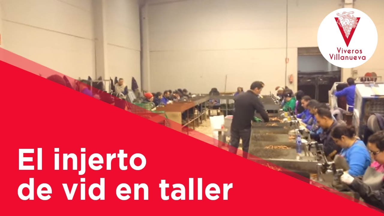 El injerto de vid en taller: Viveros Villanueva Vides