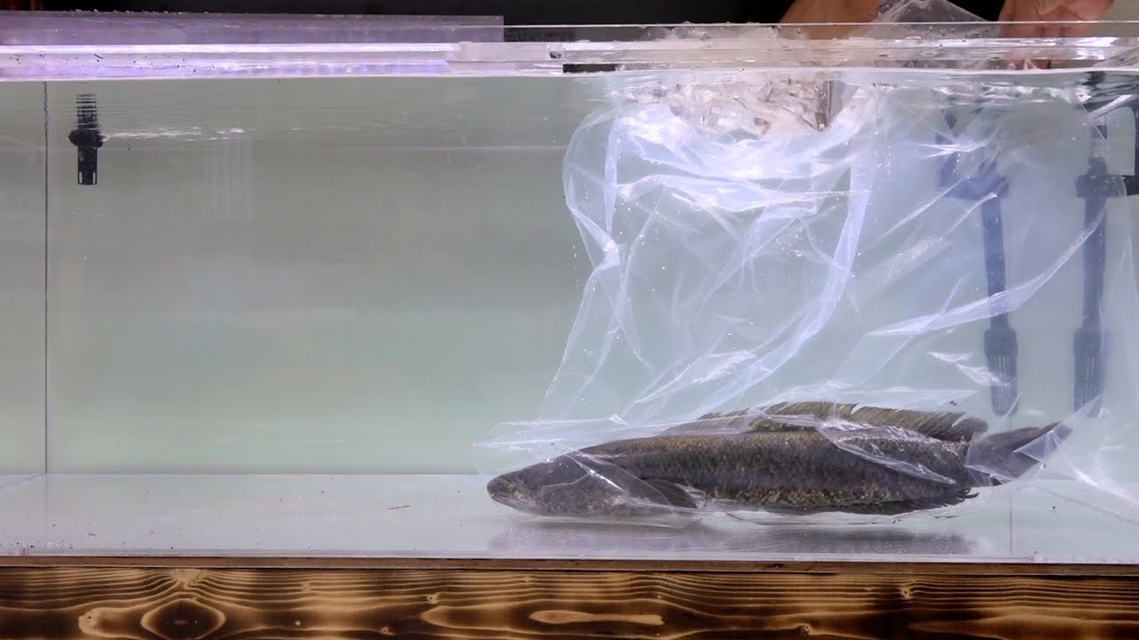捕まえてきた巨大雷魚を１２０cm水槽にぶち込む