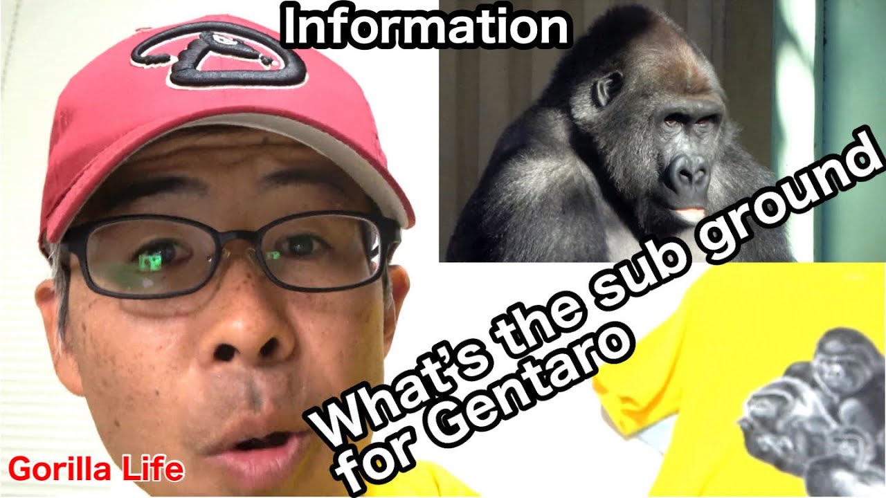 【Info】What is the subground for Gentaro's future? More details | Gorilla | Momotaro family | English