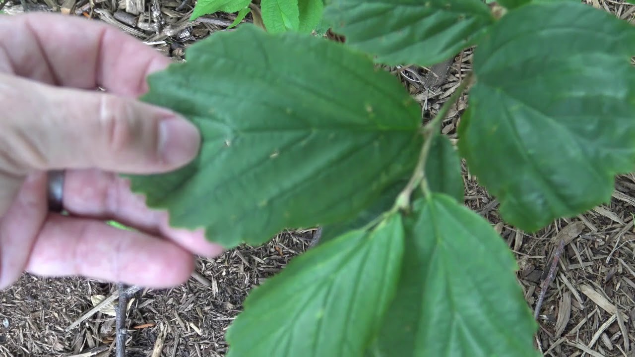 Identifying witch-hazel