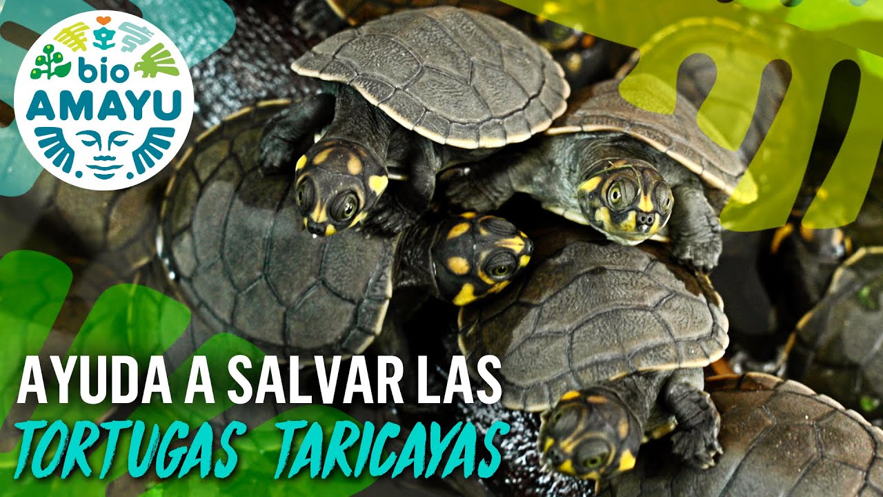 ⚠️ AYUDA A SALVAR LAS TORTUGAS TARICAYAS🐢  | BIO AMAYU