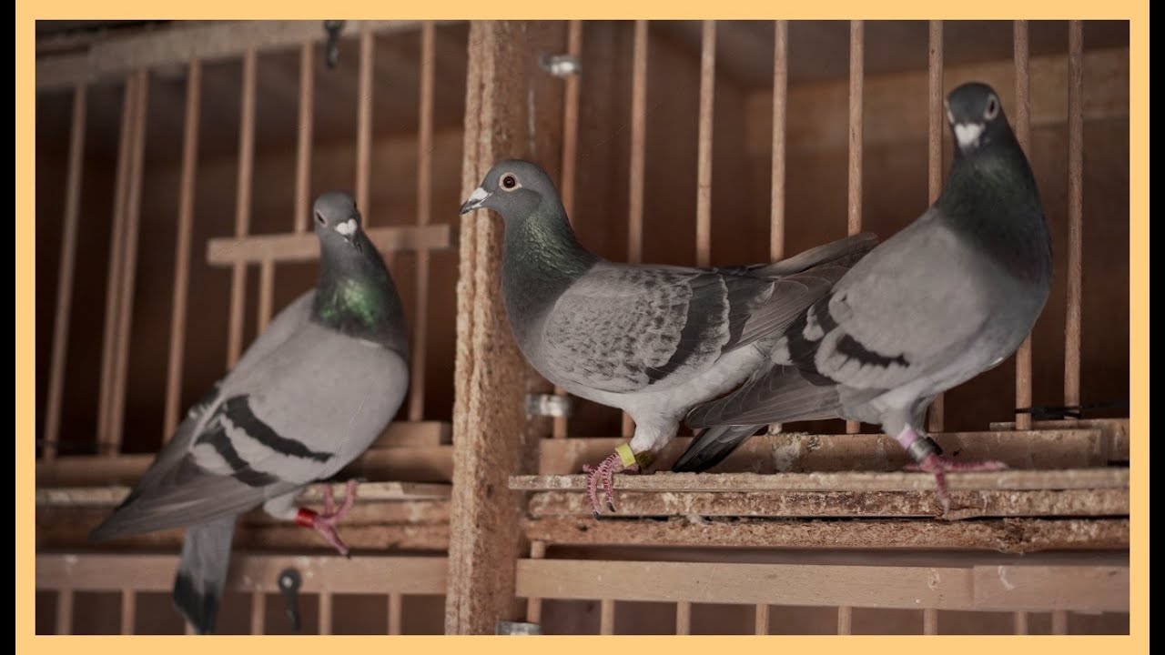 🚀 Las 3 palomas que le abrieron los ojos...😶