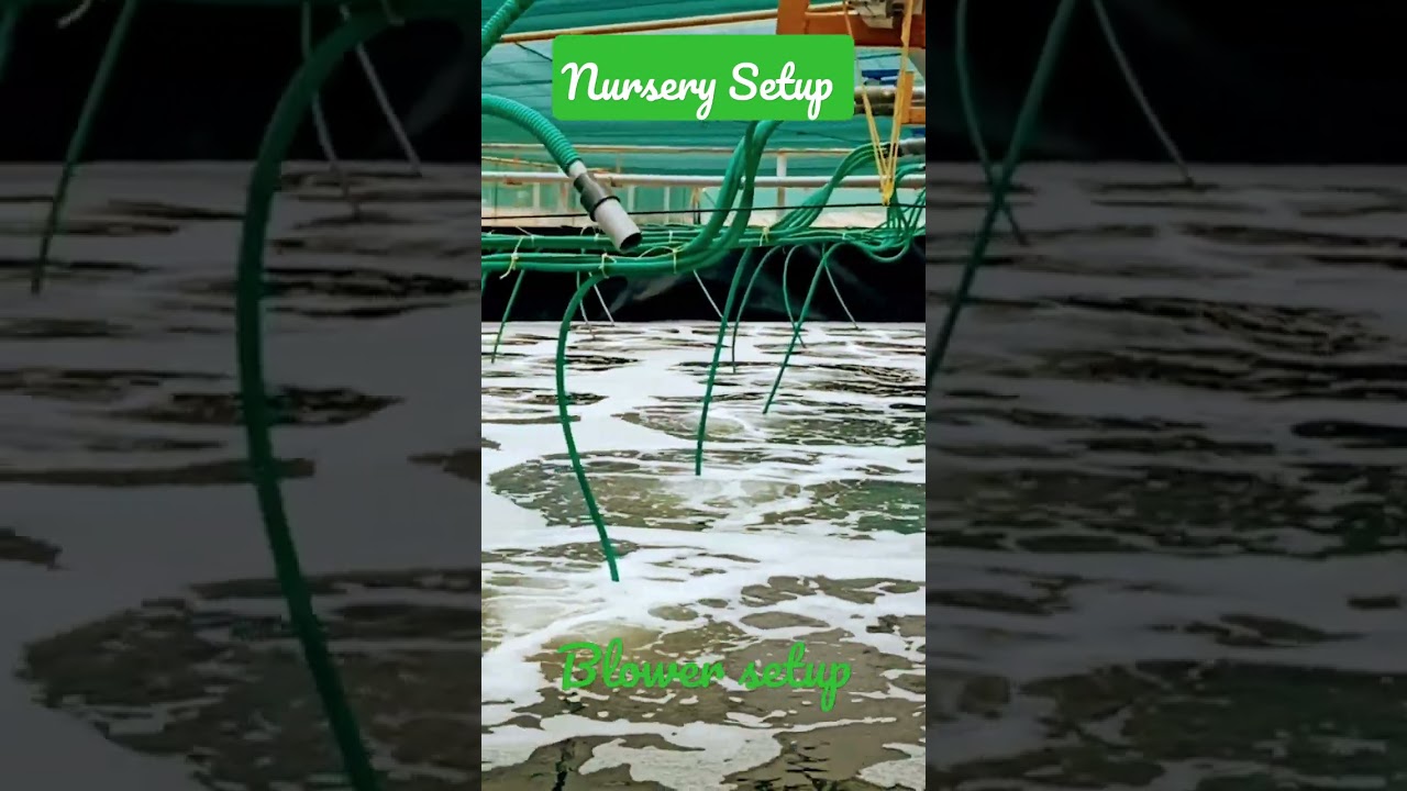 VANNAMEI 🦐 NURSERY TANK SETUP 🦐#fishfarming #shrimp #vannameishrimp #vannamei #blower #shrimp