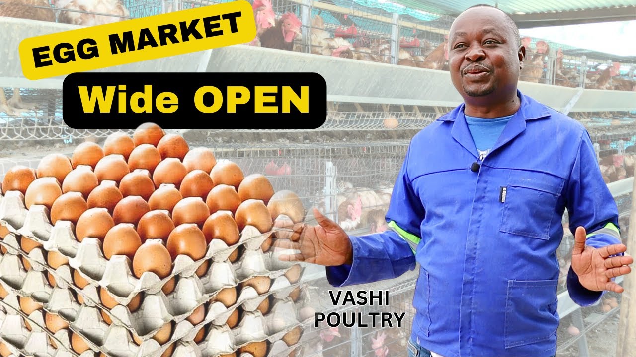 VASHI POULTRY - Self-Reliance through Poultry: Vaino's Inspiring Story