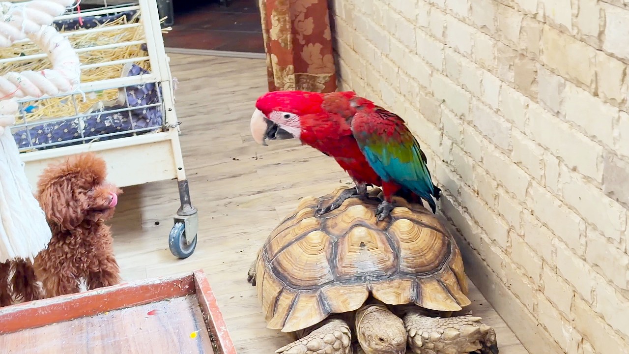 The parrots found themselves a turtle friend. Попугаи нашли себе друга-черепаху.