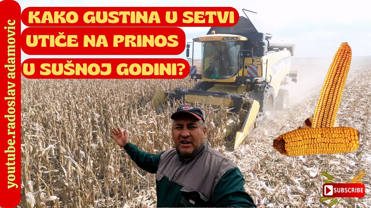 KAKO GUSTINA I RAZMAK U SETVI UTIČU NA PRINOS KUKURUZA U SUŠNOJ GODINI? ; OGLED KOJI REŠAVA DILEME!
