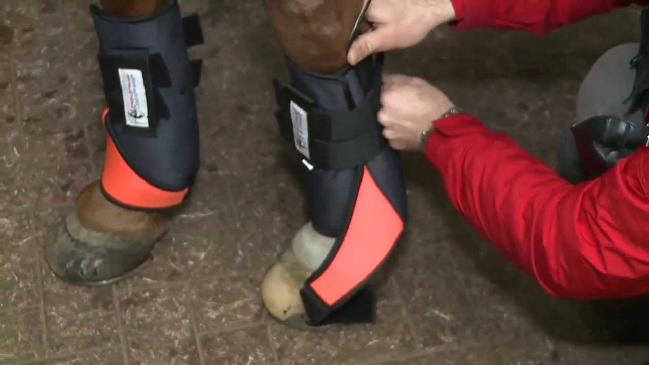 Pferdebeine mit Mounty Kühlgamaschen kühlen, empfohlen vom Tierarzt