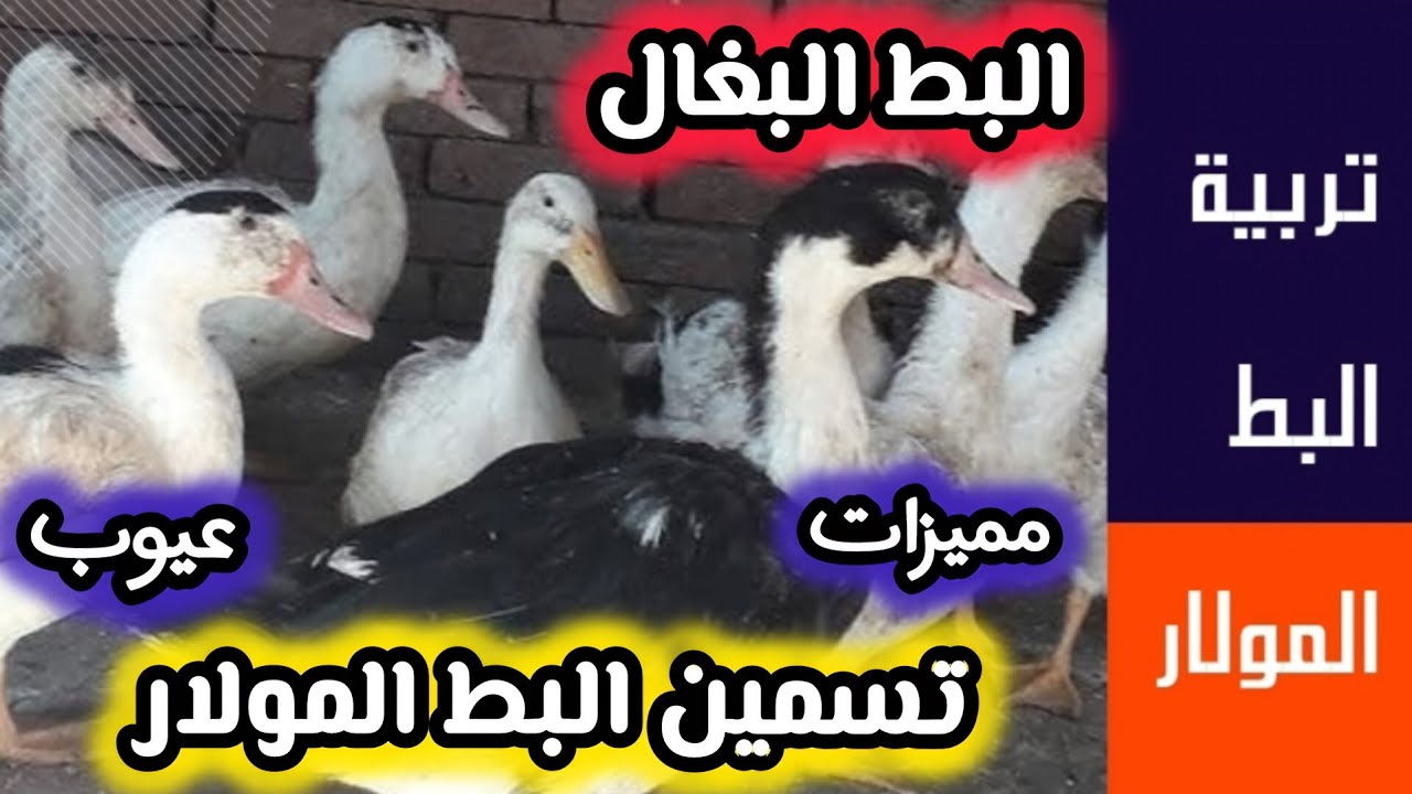 ملخص تسمين البط المولار ( البغال ) 🦆 من عمر يوم لآخر يوم / ملخص تربية البط المولار