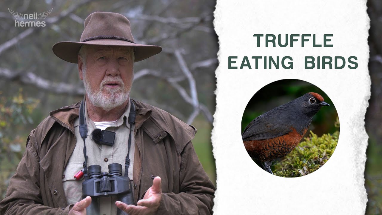 Did you know about truffle eating birds?