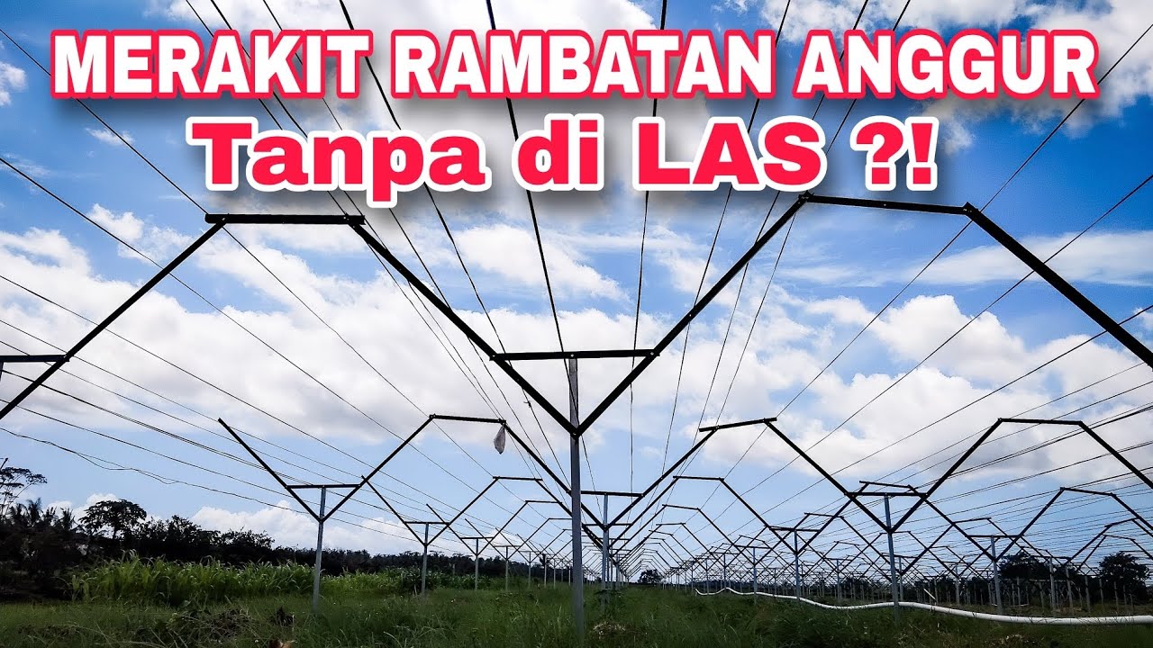 EPS 67 - MERAKIT RAMBATAN ANGGUR SKALA KEBUN TRALLIS Y