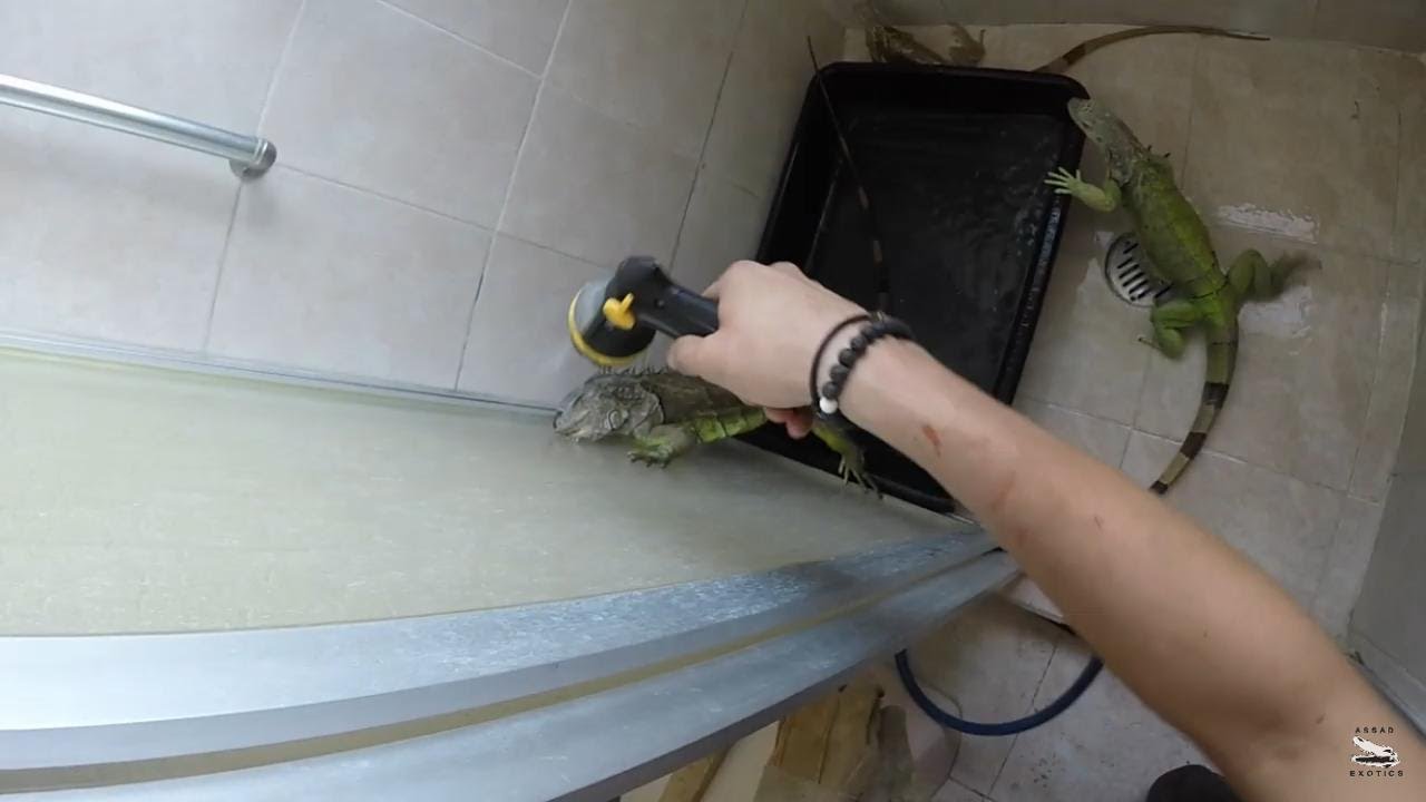 Bañando A Mis Reptiles