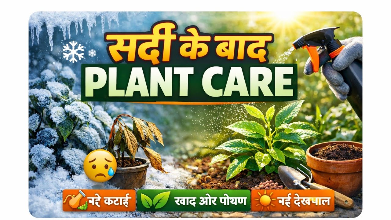 Sardi ke baad thodi care = spring me zyada flowers 🌸#plantparivar #gardening 