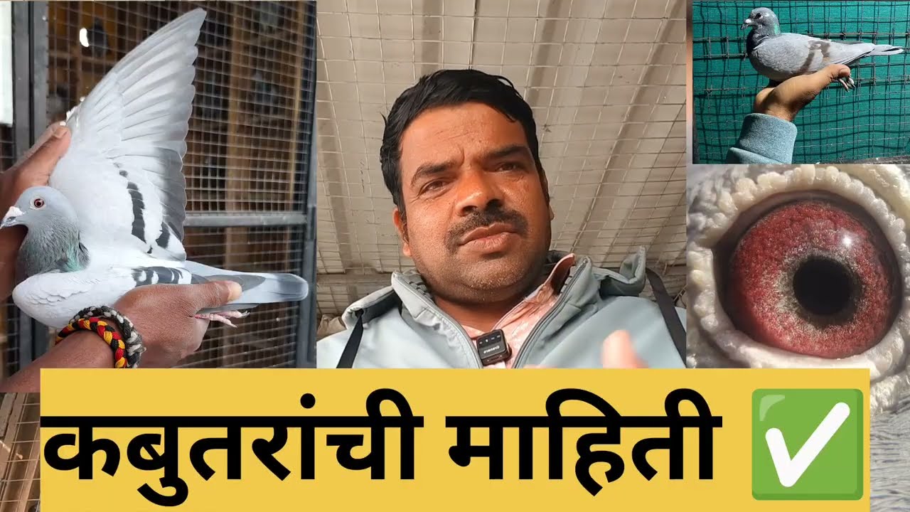 रेसर कबुतरांची माहिती...racer pigeons 🕊️#pigeon#pigeons#kabootar#kabutar#racerpigeon#kabutarbazi#new