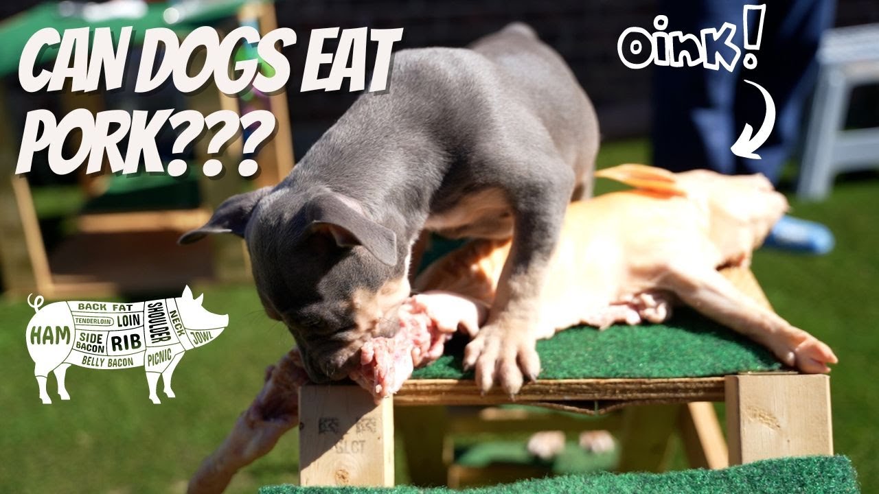 Can Dogs Handle Pork? The Truth Explained!