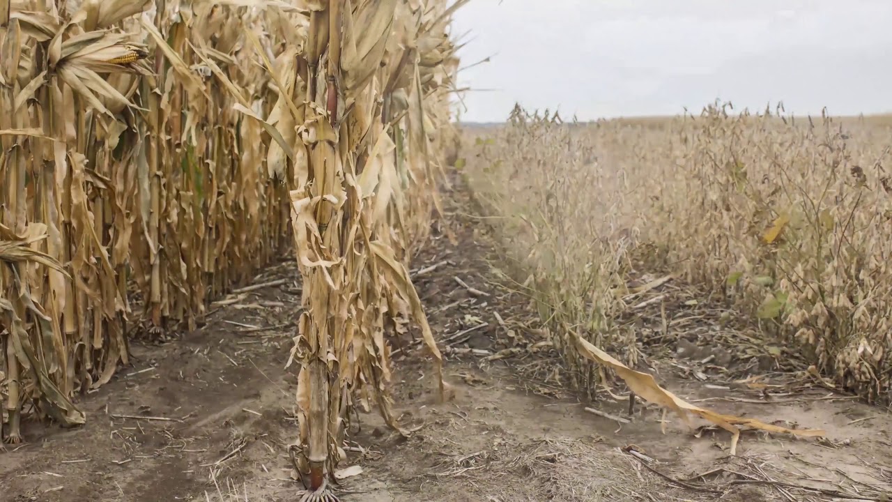 2016 Beresford SD Corn and Beans   Tilled