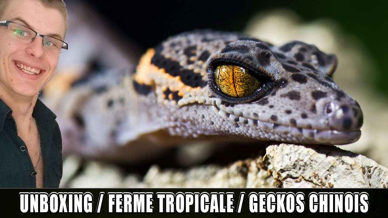 UNBOXING REPTILE - LA FERME TROPICALE - EUBLEPHARIS