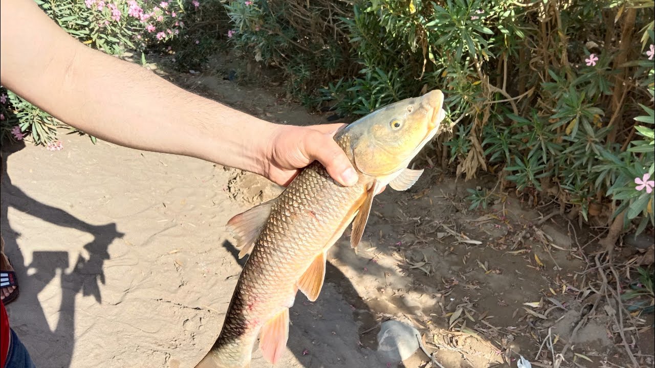 رحلة صيد سمك وسباحة في نهر برجلين الخميسات 🐟 مع الأصدقاء دوزنا احسن يوم