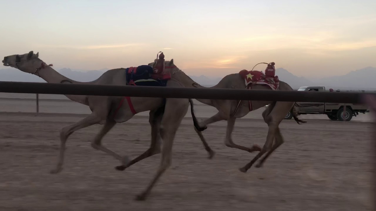البرشا لسيد عيد عوده العميري